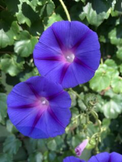 Morning Glory