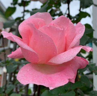 Pink rose